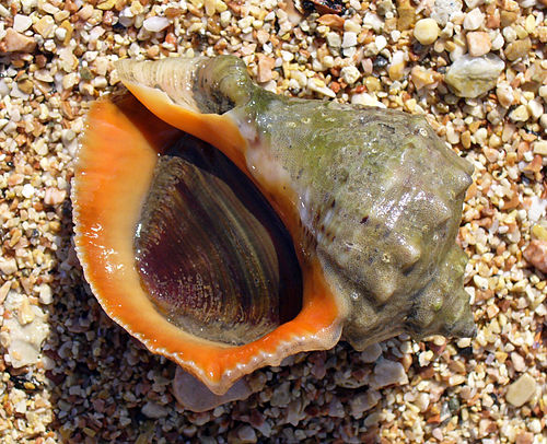 Veined rapa whelk